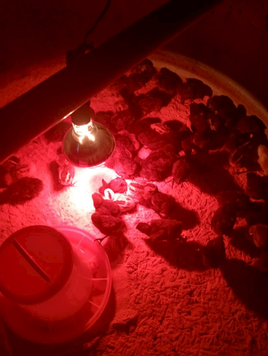 การส่งมอบไก่กระดูกดำให้เกษตรกร